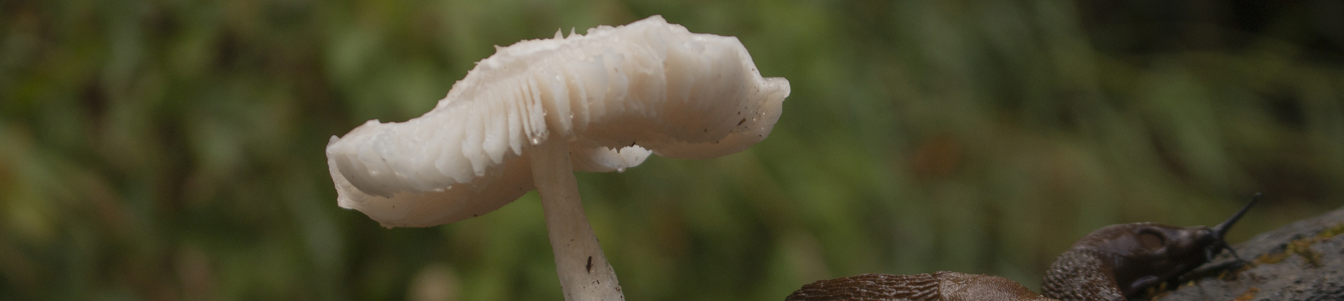 A single white mushroom on a tree stump.