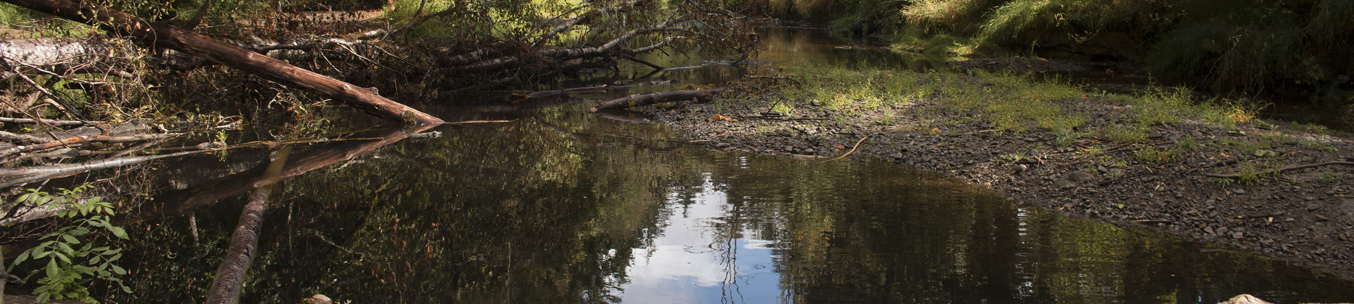 Upper Nehalem River with woody debris around the riverbed.